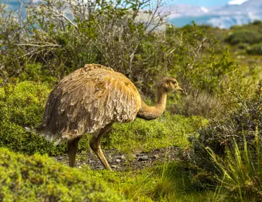 Brown ostrich in the middle of a grassy field