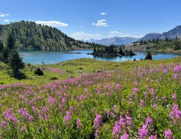 Open valley of grass and pink flowers, next to a lake surrounded by tall trees