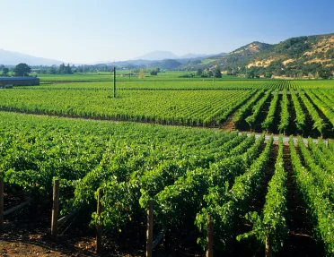 Open field of green crops and small hills in the distance