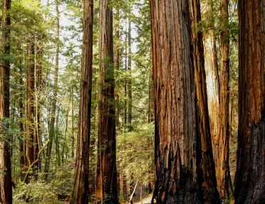 Large trees with skinny trees scattered across a forest