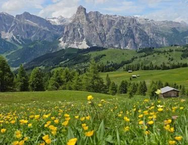 Large grass valley with yellow flowers