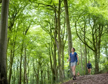 Female hiker looking up at a forest of tall trees