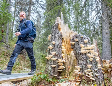 Man walking by a tree stump that is covered in fungi
