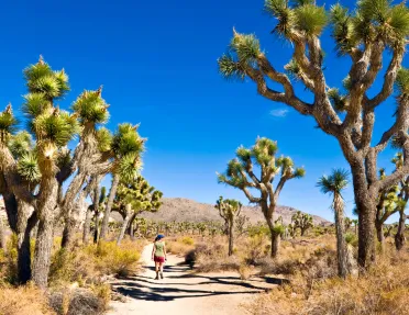 Valley of Joshua trees, with a woman walking on a dirt path