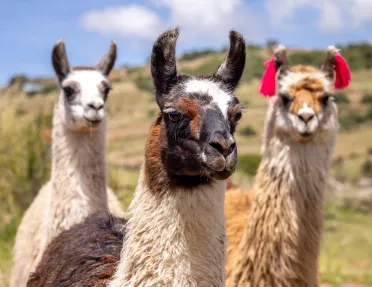 Llamas 