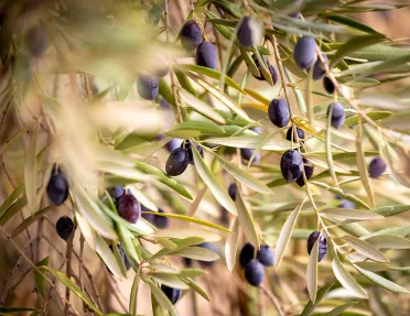 Olives hanging on plants