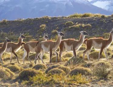 Herd of alpacas walking through a valley