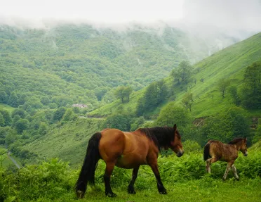 Two horses walking on a grassy hill