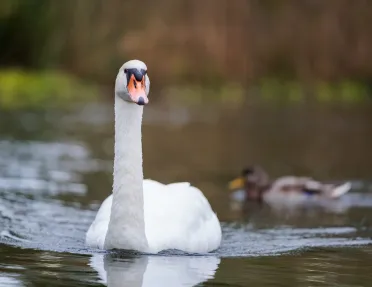 White goose swimming on a lake with small brown ducks in the background