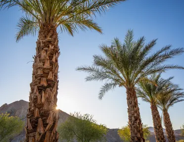 Tall palm trees with the sunset in the background