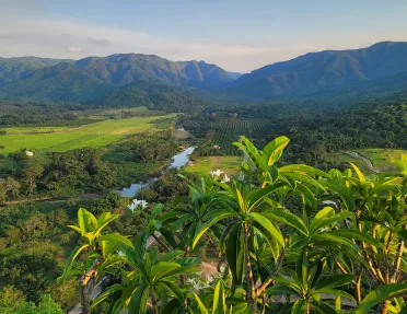 Sky view of crop fields with large plants