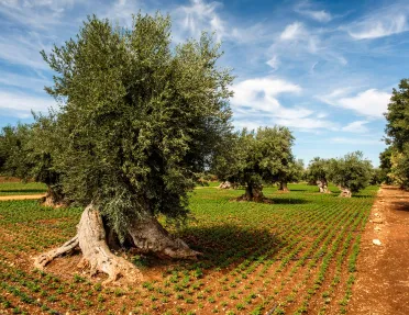 Large field of crops and trees