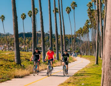 Three men riding bikes on a road surrounded by tall palm trees