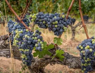Vineyards with purple and green grapes growing