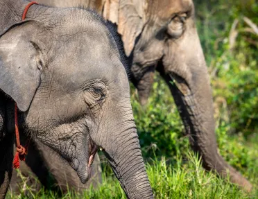 Two elephants walking through a grassy field