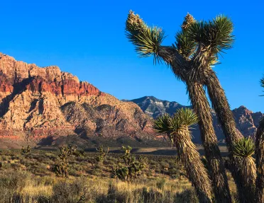 Open valley with Joshua trees and canyons in the background