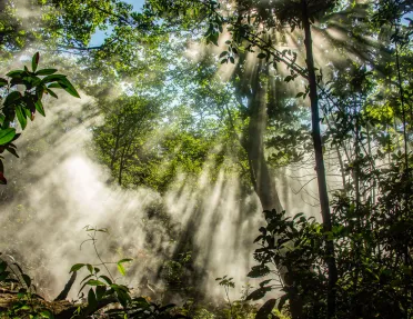 Forest with tall trees and the sunlight peeking through