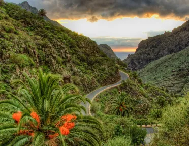 Road surrounded by tall cliffs full of plants and tall trees