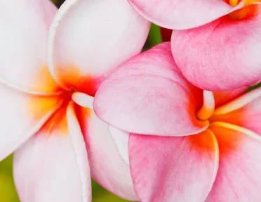 Close-up view of pink flowers