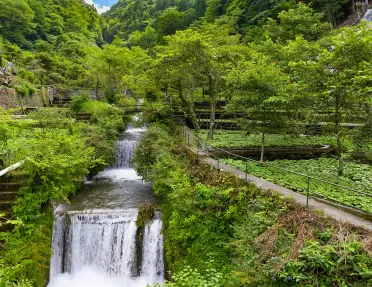 Garden with an active waterfall in the center and tall trees in the background