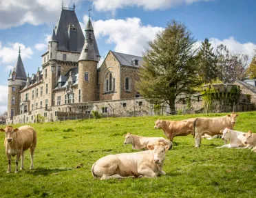 Herd of cows laying on a grass field, with a large castle-like building in the background