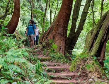 Group of people walking in a forest, looking at the tall trees