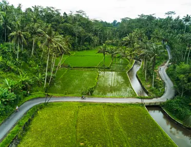 Person biking on a road cutting through two large rice paddies