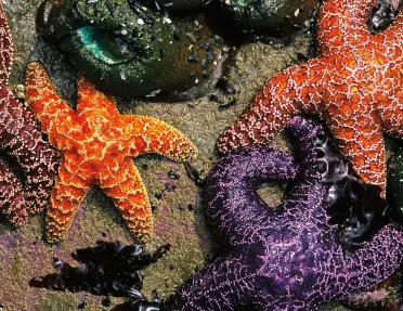 Purple and orange starfish on the ocean floor