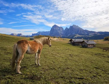 Horse standing in an open grass valley