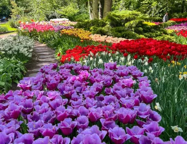 Purple tulips in a garden