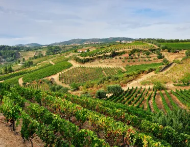 Valley of crops with houses in the background
