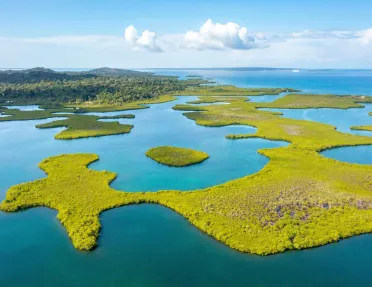 Marsh with plots of grassy fields and a forest in the distance