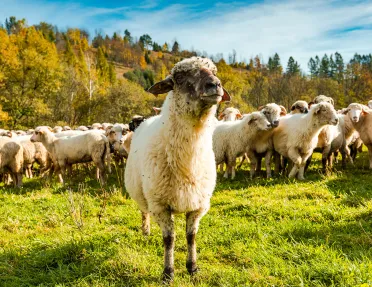 Sheep grazes with its herd