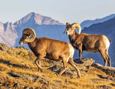 Two rams walking on top of a mountain
