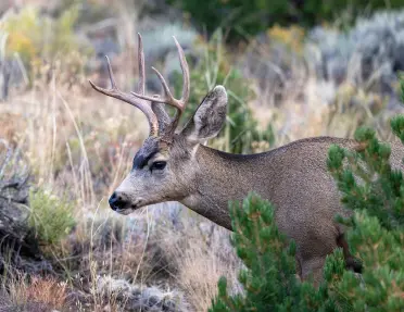 Deer with large antlers walking through a forest