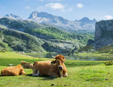 Herd of cows laying on a grassy valley