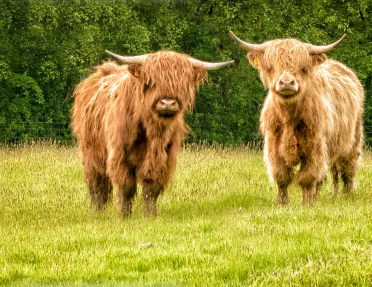 Two furry bulls with large horns, standing in a grassy field