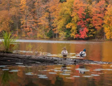 Two ducks standing on a dirt patch in front of a lake