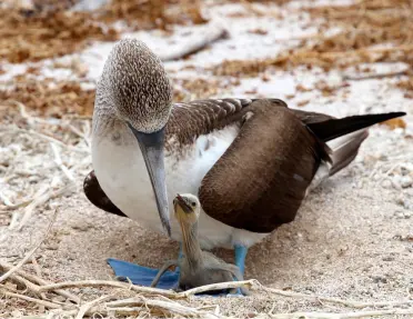 A Blue-footed booby seabird with its baby in the Galapagos