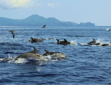 Ocean with dolphins jumping from the water