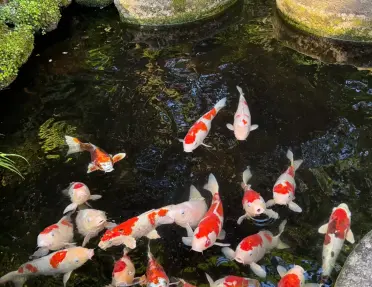 Orange and white koi fish in a traditional Japanese garden pond.