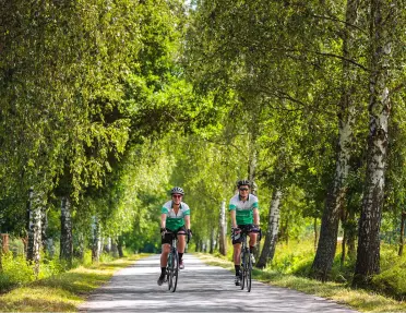 Two people biking on a road surrounded by tall trees