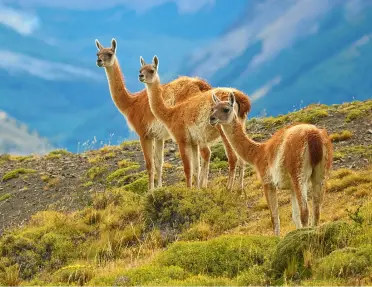Three alpacas on top of a grassy hill