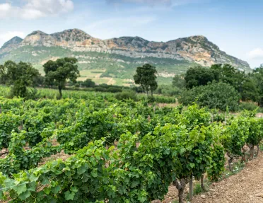 Vineyard with rows of crops and trees