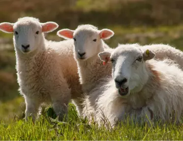One large sheep and two baby sheep laying on the grass