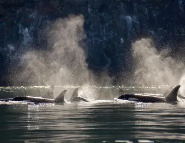 A family of Southern Resident orcas travels through Haro Strait, their blows backlit in the early morning light.