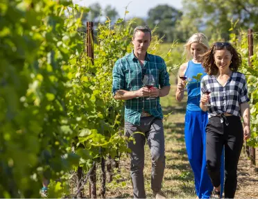 Two women and one man walking through a vineyard, while holding glasses of wine
