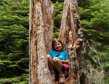 Child sitting inside the hollow trunk of a large fallen tree in a dense forest, surrounded by evergreen trees and lush green undergrowth.