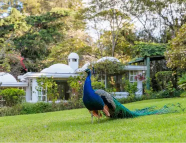Large peacock on a grass lawn