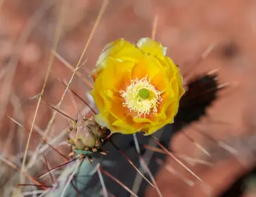 Close-up of a bright yellow cactus flower blooming among sharp spines against a blurred desert background.